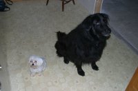Highlight for Album: Buca's First Thanksgiving