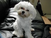 Highlight for Album: Buca at 9 months