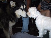 Highlight for Album: Buca meets Nanook