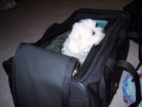Highlight for Album: Puppy's First Night