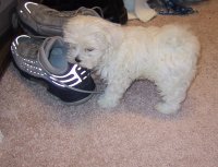 More perspective... He's smaller than Peter's shoe!.... but then what isn't? ;-)