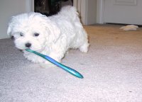 By his second day he'd fallen in love with an old toothbrush.