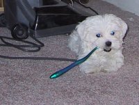 Mmm... good for chewing for baby teeth.