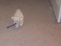 He would run from room to room always carrying the toothbrush along.