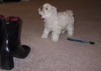 Hm... okay, maybe he's smaller than my shoe too.  Doh!