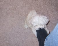 He likes wrestling with mom's foot.