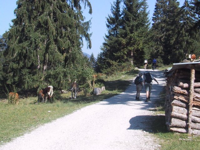 Not long into our hike we ran into some cattle crossing the path. Most had crossed to the left side, but there was one straggler taking his time.