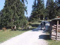 Not long into our hike we ran into some cattle crossing the path. Most had crossed to the left side, but there was one straggler taking his time.