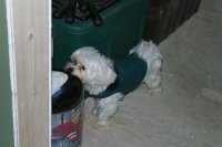 First thing in the door, Buca noticed Claymore's food container.