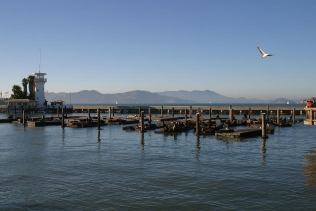 Fisherman's Wharf, where all the Sea Lions hang