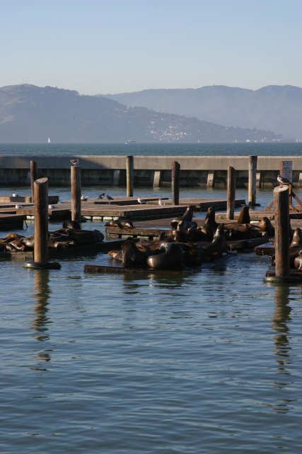 The Sea Lions at Fisherman's Wharf
