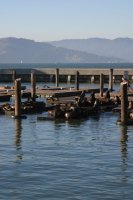 The Sea Lions at Fisherman's Wharf