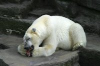 The gardens/grounds of Schloss Schoenbrunn are so expansive there is a complete Zoo within them.