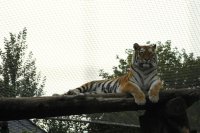The tigers... always my favorite attraction at any zoo.