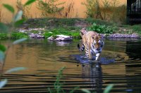 This was my first zoo visit in Europe, and like most things here, the zoo was far more accessible than in the States, where establishments have to be so lawsuit-proof and the public bears no responsibility for common sense.
