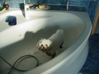 It's straight to the tub for our muddy boy.