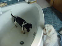 A half-dry Buca has to check this out.  He's used to being the one confined to the tub while Bentley roams free.
