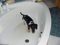 Bentley is clearly no happier about baths than Buca.  He looks at me with his typical indignance, 