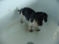 Nope, even the cutest puppy-dog eyes couldn't get him out of a bath.