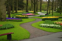 Highlight for Album: Keukenhof