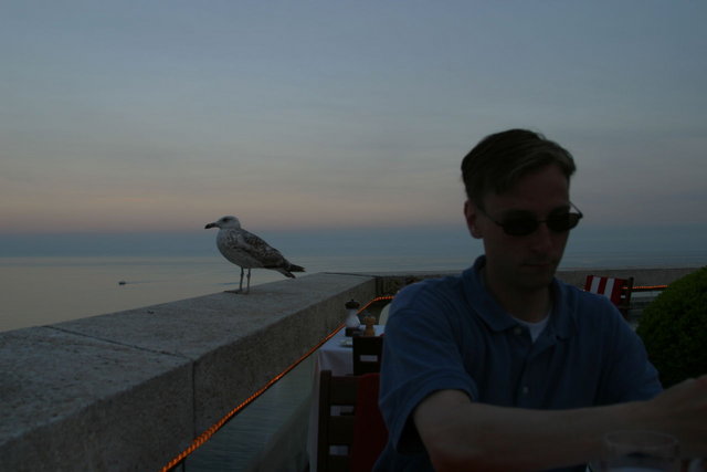 A seagull joined us for dinner, but he was polite.