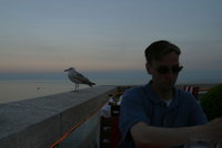 A seagull joined us for dinner, but he was polite.