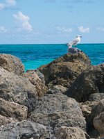 There were lots of critters on the jetty.  Birds, crabs, etc.