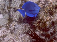 Some underwater fun, snorkeling with my camera.