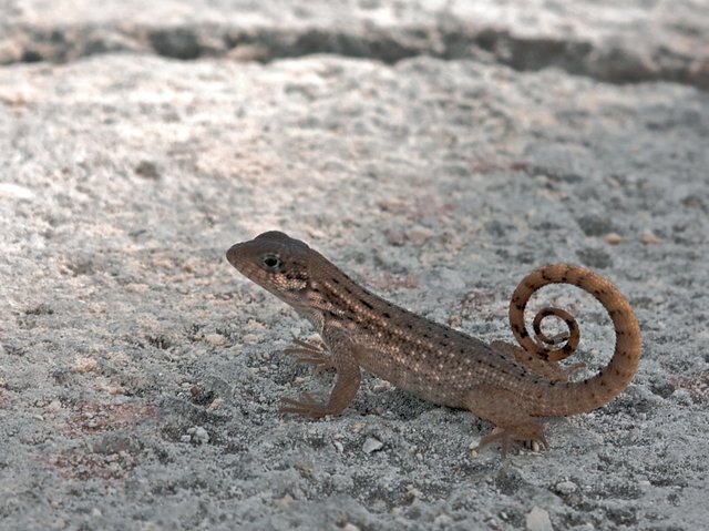There were these interesting lizards everywhere, with tails they normally kept curled as they ran across the ground.