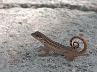 There were these interesting lizards everywhere, with tails they normally kept curled as they ran across the ground.