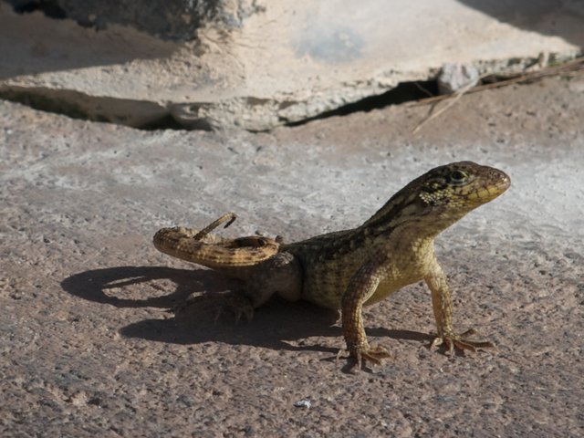This little guy posed for quite a while.  Here he's making sure I get his good side.