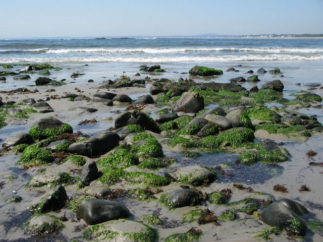 We also ran across lots of creatures in the tidal pools... star fish, crabs, etc.