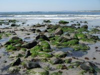 We also ran across lots of creatures in the tidal pools... star fish, crabs, etc.