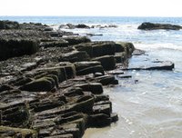 Even barnacles. ;-)
