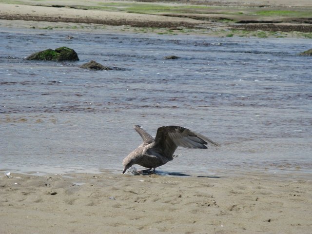 This one swooped up something of interest.