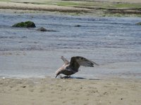 This one swooped up something of interest.