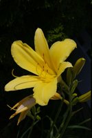Blooming flowers lining the sidewalks...