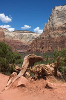 Highlight for Album: Zion National Park
