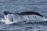 Highlight for Album: Watching the Whales