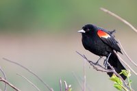Highlight for Album: Bird Watching in Bedford