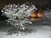 Highlight for Album: Snowfall in Maryland