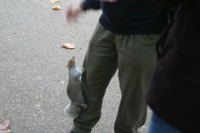 Greg obliged and gave him a piece of food.