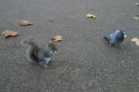 Although, once he got the food he faced a bit of rivalry from the birds who didn't appreciate his joining in.