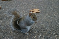 In the end, he got to eat in peace.  Well, peace from the birds, that is.  He still had to endure the several rounds of flash photography as we all take pictures of the cute squirrel we fed. ;-)