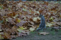 And after a good meal he scampered off to other business, but gave a last glance, in case we had any more food to offer.